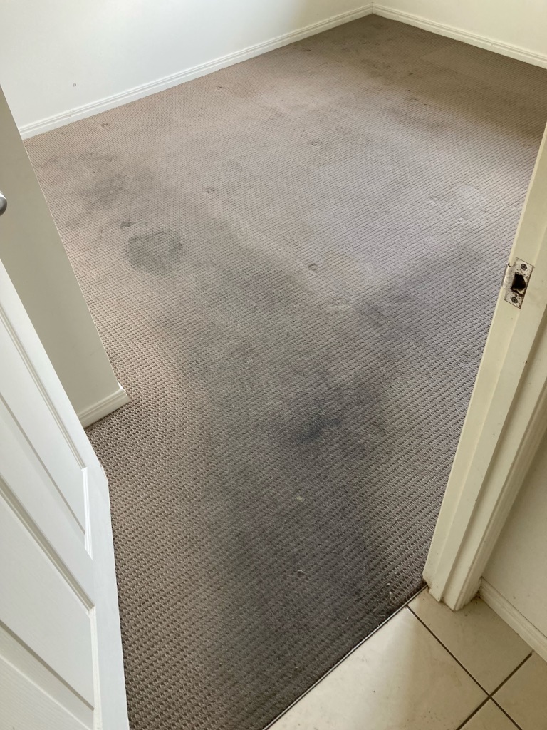 how to best clean carpets